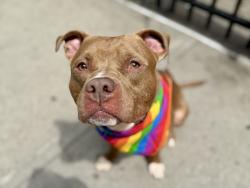 Shelter Stray Male Dog last seen Near Bartow Avenue, BRONX, NY, 10475, 326 E 110th St, New York, NY 10029, USA