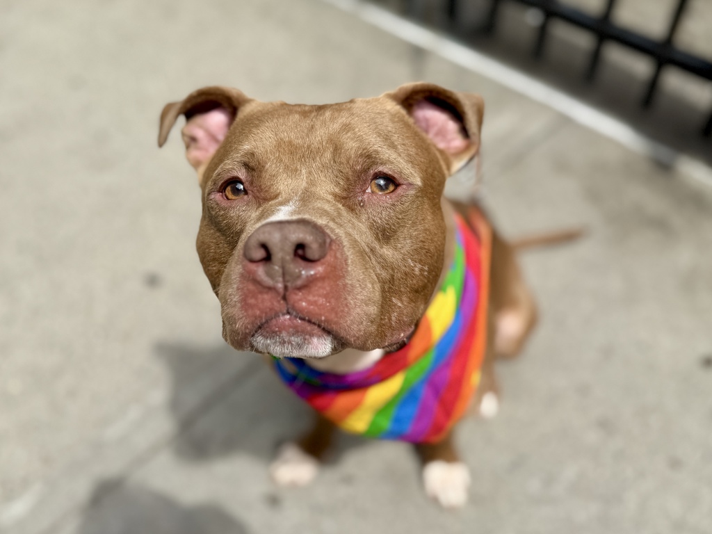 Shelter Stray Male Dog last seen Near Bartow Avenue, BRONX, NY, 10475, 326 E 110th St, New York, NY 10029, USA