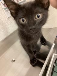 Shelter Stray Male Cat last seen found off rock quarry rd and Rossell ct, RALEIGH, NC, 27610, 820 Beacon Lake Dr, Raleigh, NC 27610, USA