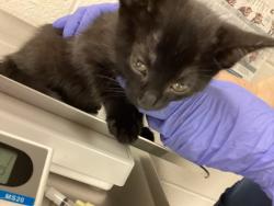 Shelter Stray Male Cat last seen found off rock quarry rd and Rossell ct, RALEIGH, NC, 27610, 820 Beacon Lake Dr, Raleigh, NC 27610, USA