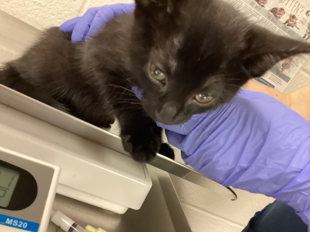 Shelter Stray Male Cat last seen found off rock quarry rd and Rossell ct, RALEIGH, NC, 27610, 820 Beacon Lake Dr, Raleigh, NC 27610, USA
