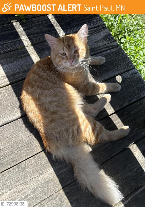 Found/Stray Unknown Cat last seen Hazel St & case Ave , Saint Paul, MN 55119