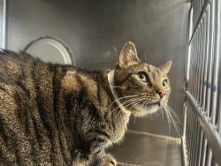 Shelter Stray Male Cat last seen Near E 102 Street, NEW YORK, NY, 10029, 326 E 110th St, New York, NY 10029, USA