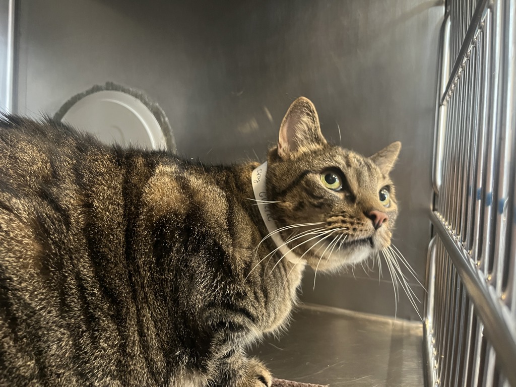 Shelter Stray Male Cat last seen Near E 102 Street, NEW YORK, NY, 10029, 326 E 110th St, New York, NY 10029, USA
