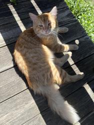 Found/Stray Unknown Cat last seen Hazel St & case Ave , Saint Paul, MN 55119