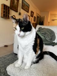 Reunited Female Cat last seen St Charles, Alameda, CA 94501