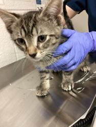 Shelter Stray Male Cat last seen found off rock quarry rd and Rossell ct, RALEIGH, NC, 27610, 820 Beacon Lake Dr, Raleigh, NC 27610, USA