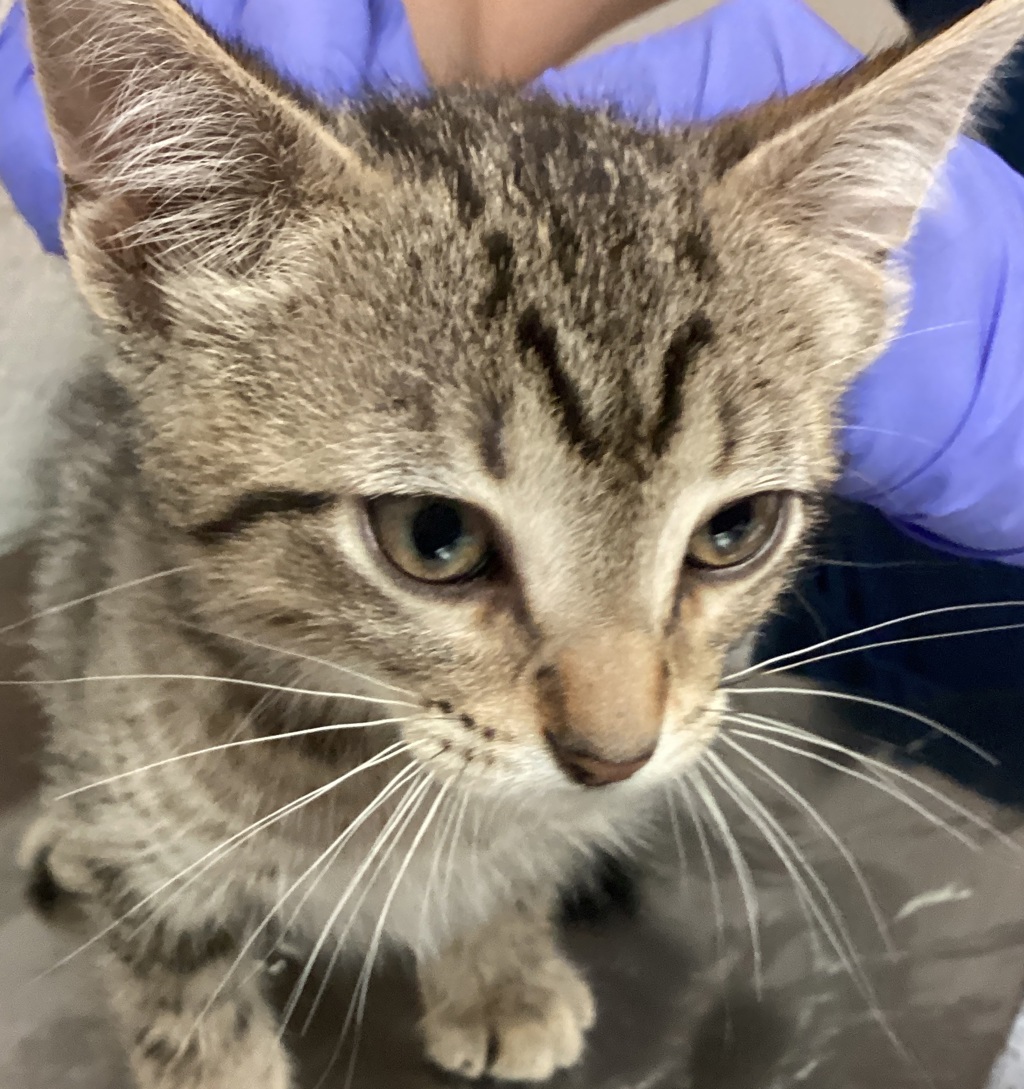 Shelter Stray Male Cat last seen found off rock quarry rd and Rossell ct, RALEIGH, NC, 27610, 820 Beacon Lake Dr, Raleigh, NC 27610, USA
