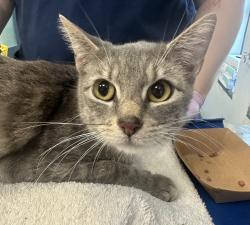 Shelter Stray Female Cat last seen Apt 5D,445 W 125th Street, NEW YORK, NY, 10027, 326 E 110th St, New York, NY 10029, USA