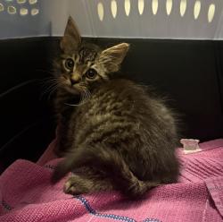 Shelter Stray Male Cat last seen W 9th Avenue, Escondido, CA, 92025, Escondido, CA 92027, USA
