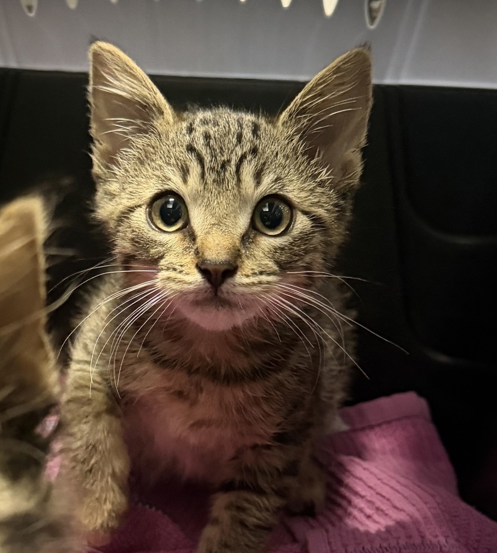 Shelter Stray Female Cat last seen W 9th Avenue, Escondido, CA, 92025, Escondido, CA 92027, USA