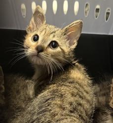 Shelter Stray Female Cat last seen W 9th Avenue, Escondido, CA, 92025, Escondido, CA 92027, USA