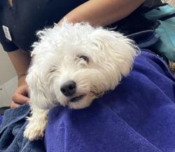 Shelter Stray Male Dog last seen Near Swallow Drive, El Cajon, CA, 92020, El Cajon, CA 92020, USA