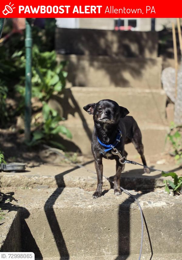 Lost Male Dog last seen Near hyman apmts off Gordon street, Allentown, PA 18102