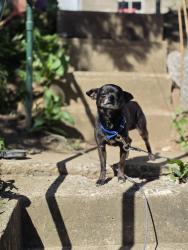 Lost Male Dog last seen Near hyman apmts off Gordon street, Allentown, PA 18102