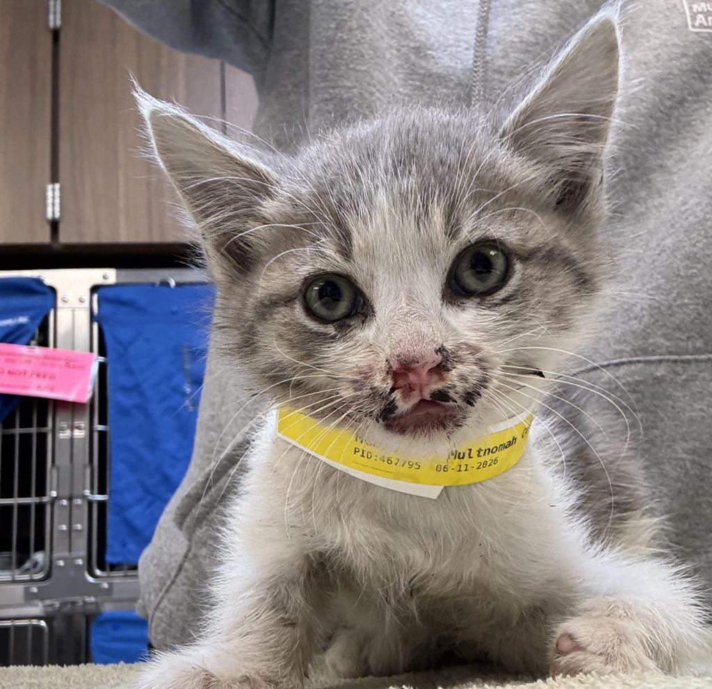 Shelter Stray Female Cat last seen Schmeer, OR, 1700 W Historic Columbia River Hwy, Troutdale, OR 97060, USA