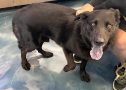 Shelter Stray Male Dog last seen Bloomer Park, ROCHESTER HILLS, MI, 48309, 1200 N Telegraph Building 42E, Pontiac, MI 48340, USA