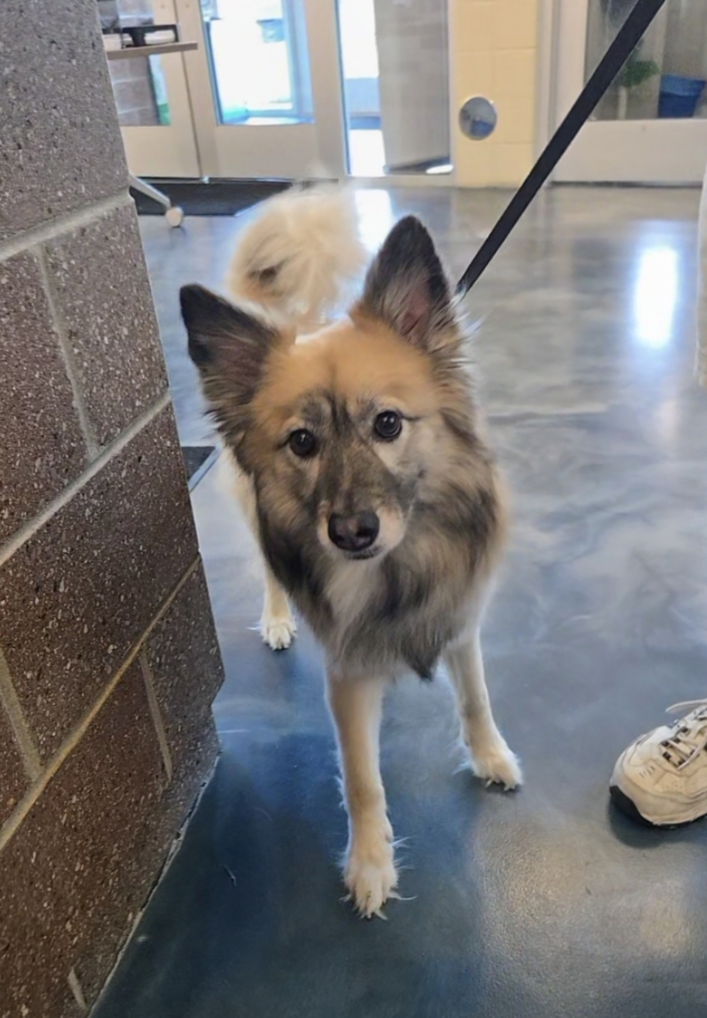 Shelter Stray Male Dog last seen Near Sashabaw Road, CLARKSTON, MI, 48348, 1200 N Telegraph Building 42E, Pontiac, MI 48340, USA