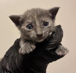 Shelter Stray Female Cat last seen Near Dartmouth Avenue, SAN LEANDRO, CA, 94579, 8323 Baldwin St, Oakland, CA 94621, USA
