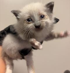 Shelter Stray Male Cat last seen Near Dartmouth Avenue, SAN LEANDRO, CA, 94579, 8323 Baldwin St, Oakland, CA 94621, USA