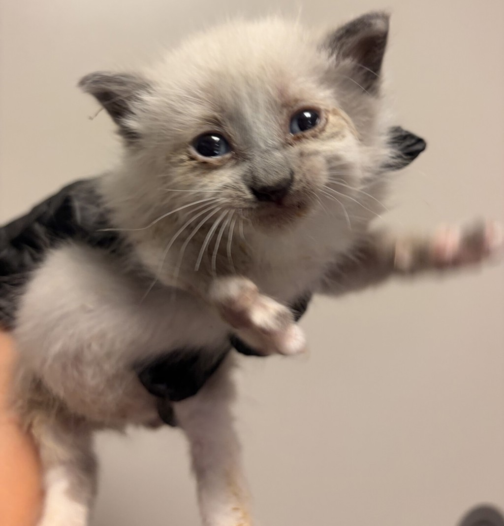 Shelter Stray Male Cat last seen Near Dartmouth Avenue, SAN LEANDRO, CA, 94579, 8323 Baldwin St, Oakland, CA 94621, USA