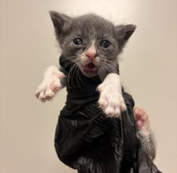 Shelter Stray Female Cat last seen Near Dartmouth Avenue, SAN LEANDRO, CA, 94579, 8323 Baldwin St, Oakland, CA 94621, USA