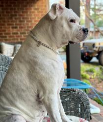 Lost Female Dog last seen Baswell Road and Hunt Road, Pleasant Garden, NC 27313