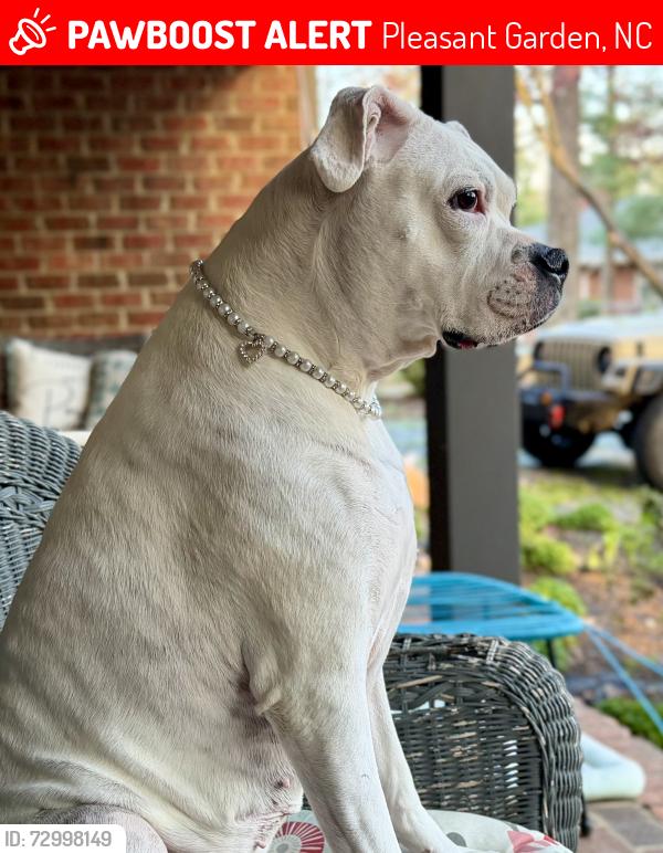 Lost Female Dog last seen Baswell Road and Hunt Road, Pleasant Garden, NC 27313