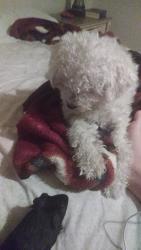 Reunited Female Dog last seen In redwoods est , Federal Heights, CO 80260