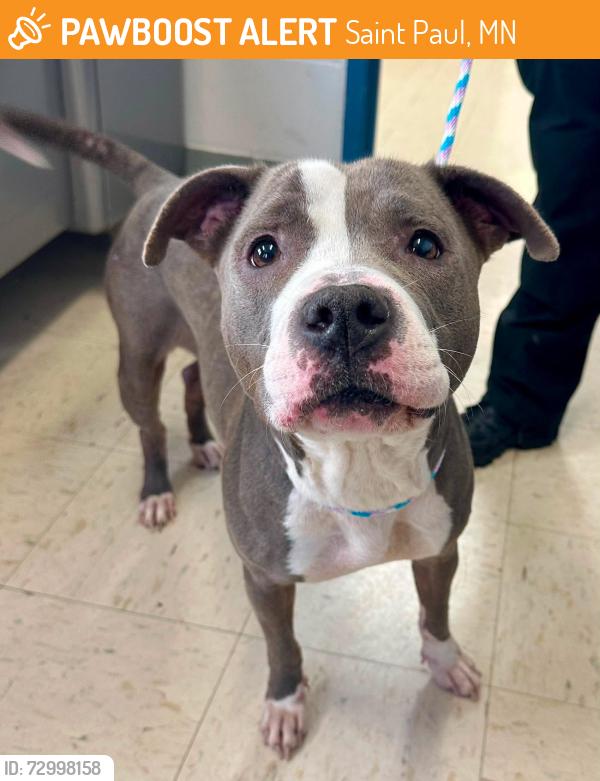 Found/Stray Female Dog last seen Fairview Ave N and Taylor Ave, Saint Paul, MN 55104