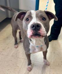 Found/Stray Female Dog last seen Fairview Ave N and Taylor Ave, Saint Paul, MN 55104