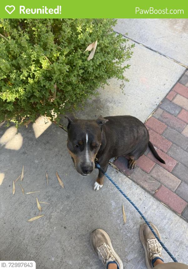 Reunited Female Dog last seen Golden Hill Unified School District, San Diego, CA 92102