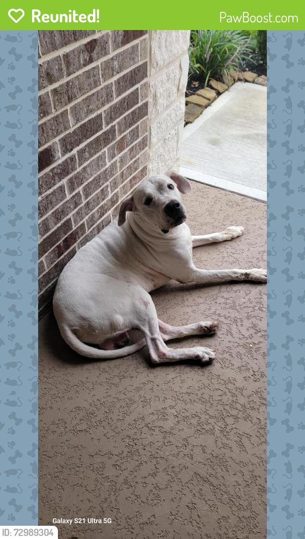 Reunited Male Dog last seen Cedar Elm Way / Willow Creek St, Tomball, TX 77375