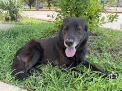 Found/Stray Male Dog last seen Bellaire and cooperate, Houston, TX 77036