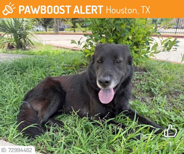 Found/Stray Male Dog last seen Bellaire and cooperate, Houston, TX 77036