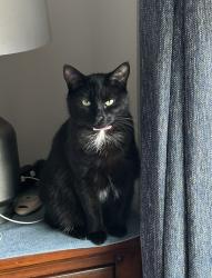 Lost Female Cat last seen Walkins and Maplestead Farms Court, Greenville, SC 29617