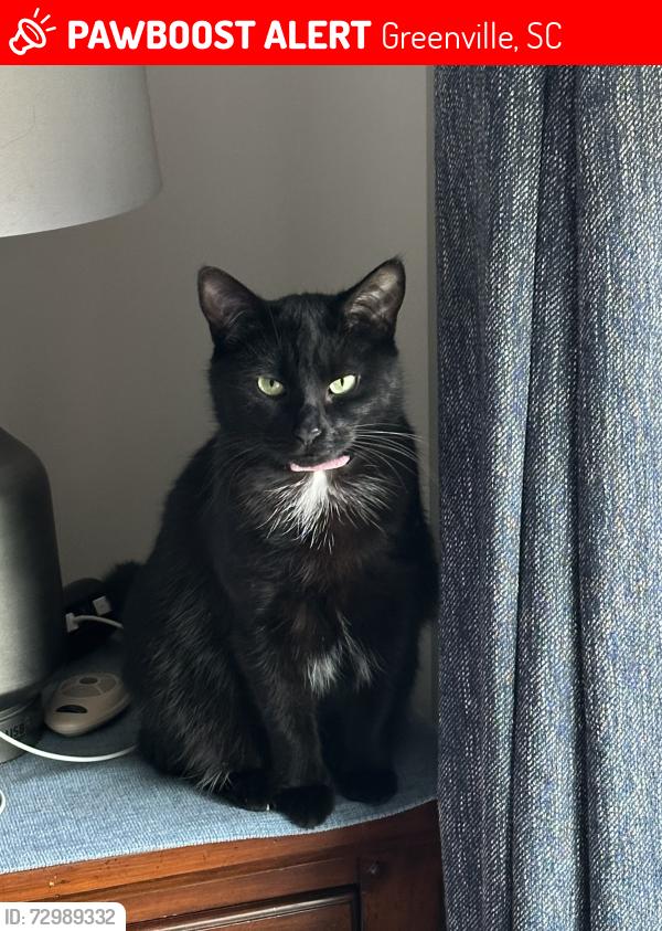 Lost Female Cat last seen Walkins and Maplestead Farms Court, Greenville, SC 29617