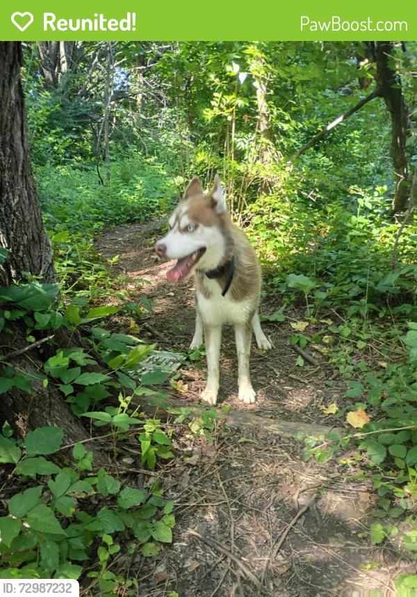 Reunited Unknown Dog last seen Na, Rogers, AR 72756
