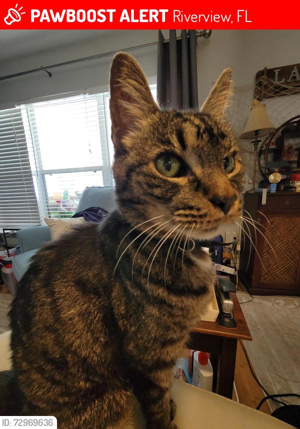 Lost Male Cat last seen GatesPointe Way and Waterton Av, Riverview, FL 33578