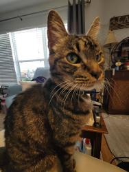 Lost Male Cat last seen GatesPointe Way and Waterton Av, Riverview, FL 33578