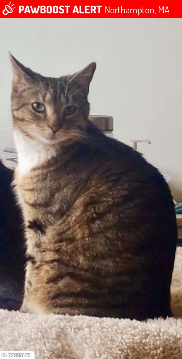 Lost Male Cat last seen Near Sheldon Field, Northampton, MA 01060
