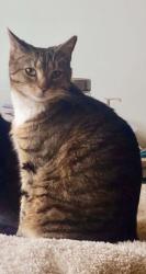 Lost Male Cat last seen Near Sheldon Field, Northampton, MA 01060