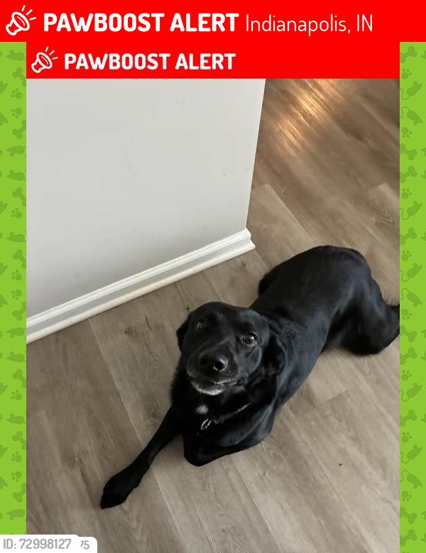 Lost Male Dog last seen michigan road, Indianapolis, IN 46268
