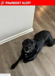 Lost Male Dog last seen michigan road, Indianapolis, IN 46268
