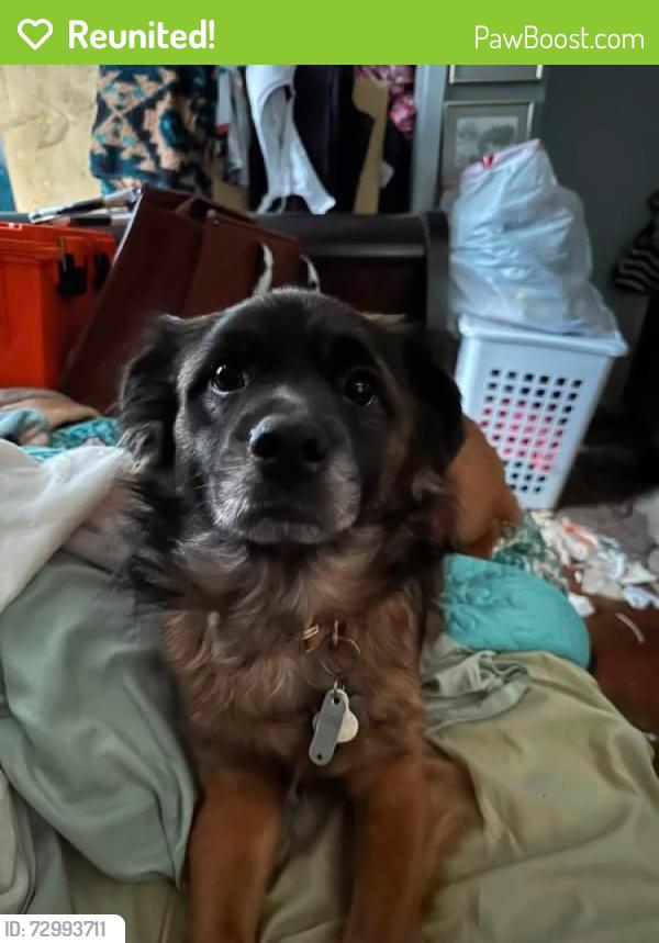 Reunited Male Dog last seen W 32nd St Lumberton NC, Lumberton, NC 28358