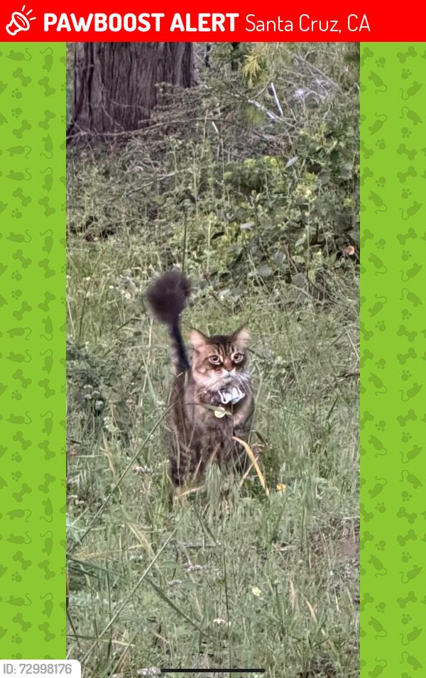 Lost Male Cat last seen W cliffs dr , Santa Cruz, CA 95060
