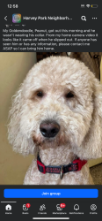 Lost Male Dog last seen Tennyson and Evan’s, Denver, CO 80219