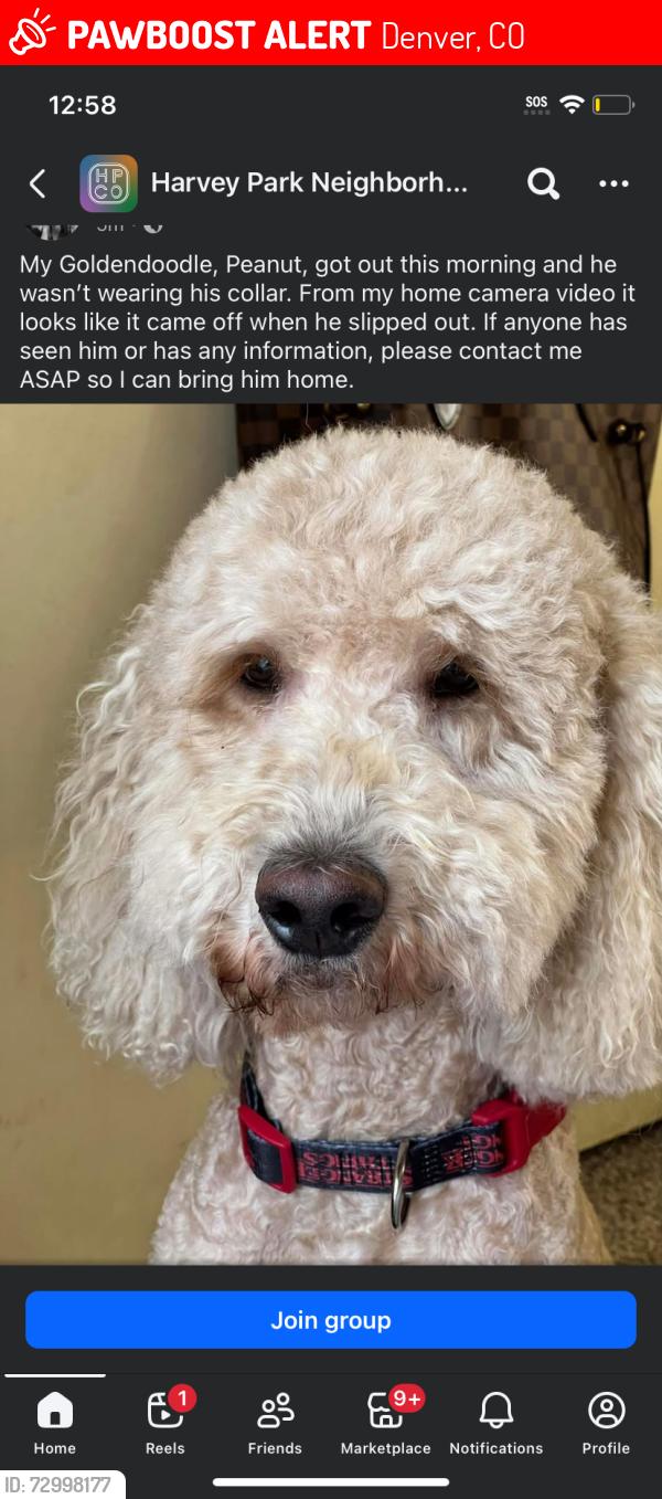 Lost Male Dog last seen Tennyson and Evan’s, Denver, CO 80219