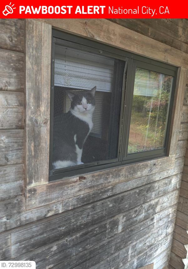 Lost Male Cat last seen kenwell and sandy court, National City, CA 91950