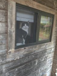Lost Male Cat last seen kenwell and sandy court, National City, CA 91950